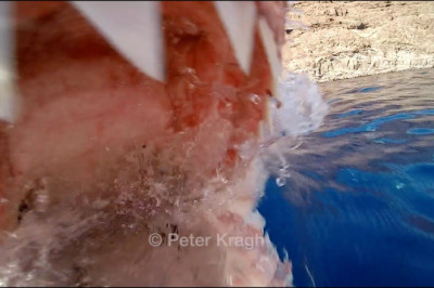 Moment Great White Shark surprises cameraman, part 1, no cameramen were harmed in the making of this....