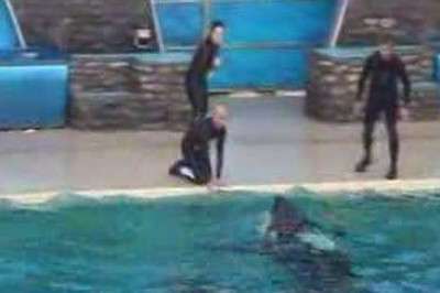 Shamu Show Incident Nov. 15 2006