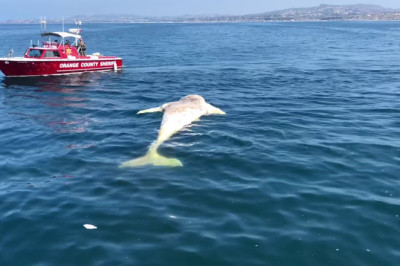 Moment Massive Great White Shark Feasting on a Grey Whale Near San Clemente Pier, Orange County, Ca