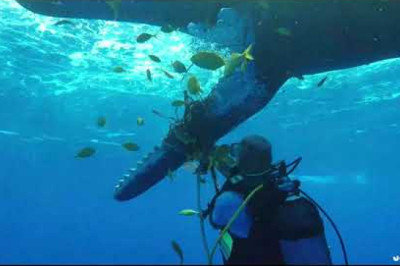 Scuba Diver Rescues Whale Friend with Ropes Tied Tightly Around Lower Jaw || Dogtooth Media