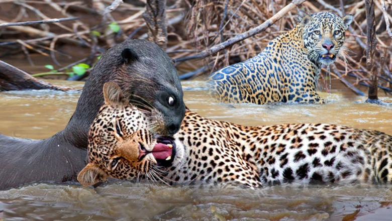 Terrible Moment! Mother Giant Otter Rushed To Bite The Jaguar's Mouth Off To Protect Her Baby