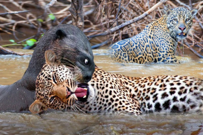 Terrible Moment! Mother Giant Otter Rushed To Bite The Jaguar's Mouth Off To Protect Her Baby