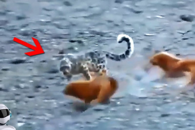 Leopard vs Mastiff Pack / Animal Cases Caught on Camera