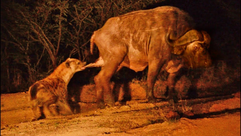 Moment Hyena Grabs Buffalo by the Balls!