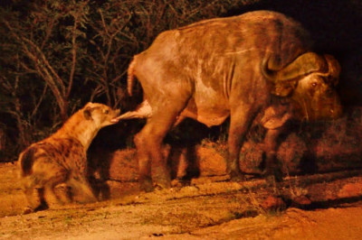Moment Hyena Grabs Buffalo by the Balls!