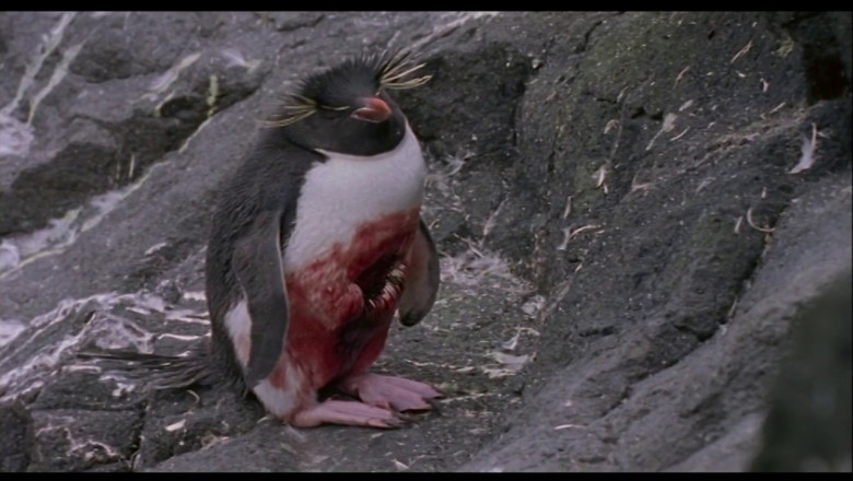 Penguins: the hunters become the hunted.