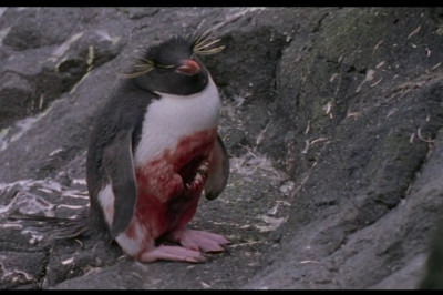 Penguins: the hunters become the hunted.