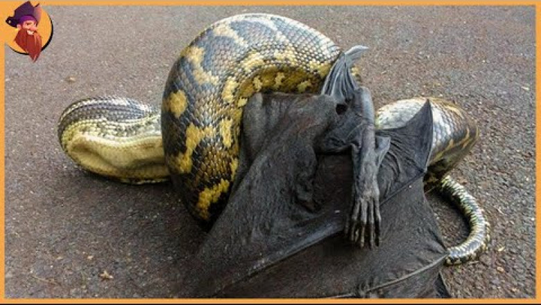 15 Epic Fights And Attacks by Snakes Caught On Camera
