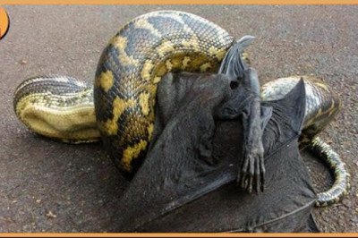 15 Epic Fights And Attacks by Snakes Caught On Camera