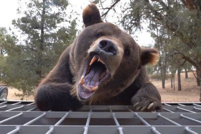 Grizzly Bear Tries To Eat Me Alive