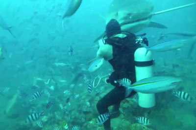 Moment 5 m TIGERSHARK almost bites divers head off in Fiji