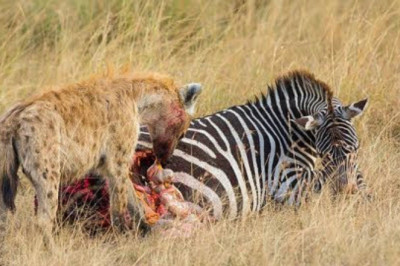 Moment Merciless Hyenas Attacking And Eating Animals Alive