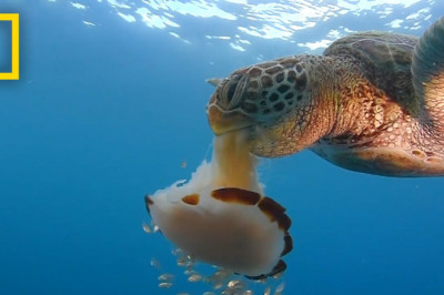 See a Sea Turtle Devour a Jellyfish Like Spaghetti | National Geographic