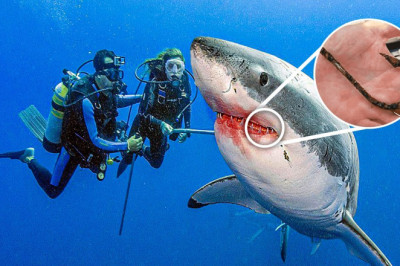 Shark Swims Up To Diver For Help, Won't Stop thanking Him After He Saves Her Life