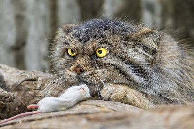 The Rarest, Wildest and Evil Cat in the World!