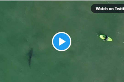 Encounters with sharks have made headlines this summer. Could there be a link between rising temperatures and shark attacks?