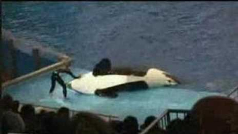 Seaworld gone wrong