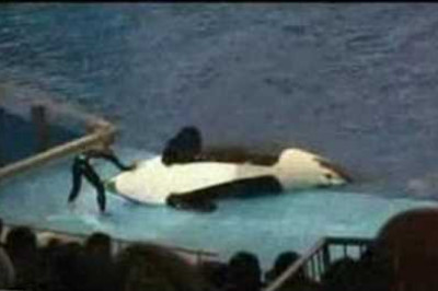 Seaworld gone wrong