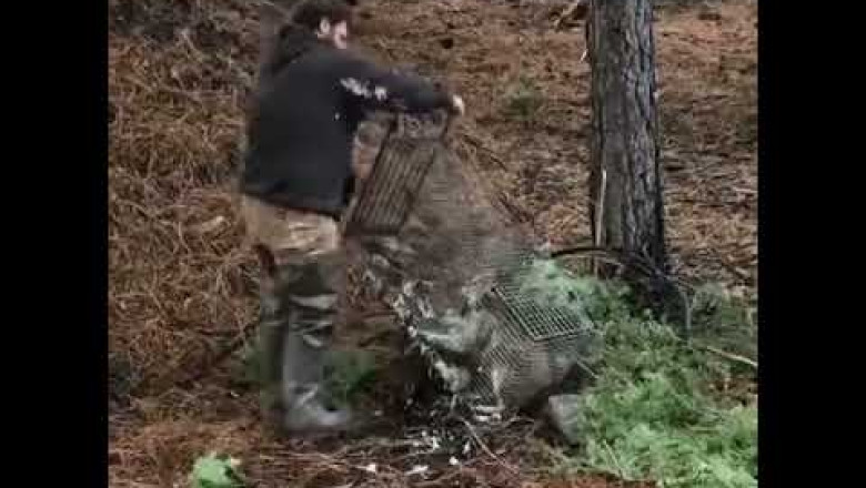 Crazy mean cat gets brave!