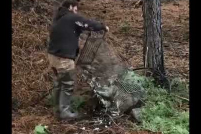 Crazy mean cat gets brave!