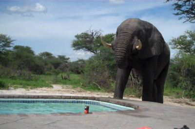 Elephant crashes the pool party
