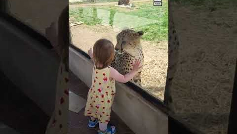 Little Girl Has Adorable Up-Close Encounter With Cheetah