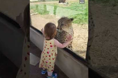 Little Girl Has Adorable Up-Close Encounter With Cheetah
