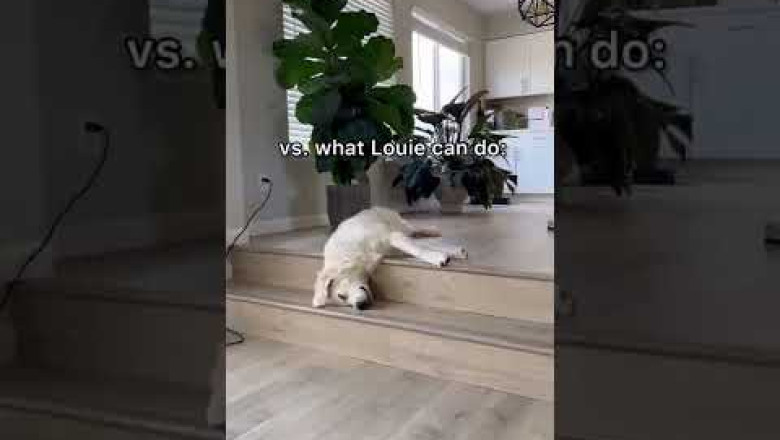 There's Two Types of Dogs...(FUNNY!) #shorts #goldenretriever #belgianmalinois