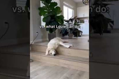 There's Two Types of Dogs...(FUNNY!) #shorts #goldenretriever #belgianmalinois