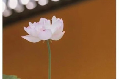 早茶 - Morning Tea