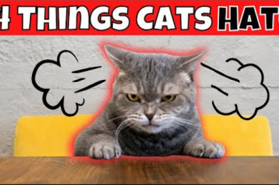 14 Things Cats HATE (#1 Might Surprise You)