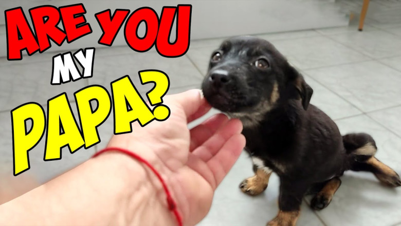 Abandoned Puppy Changes Completely after being Rescued