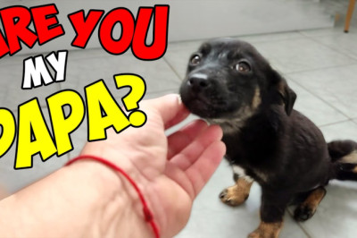 Abandoned Puppy Changes Completely after being Rescued