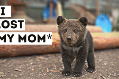 Bears That Asked People For Help (and people actually help)