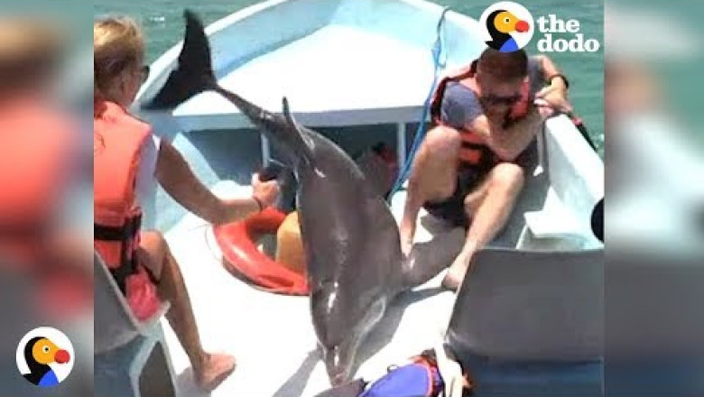 Dolphin JUMPS ON BOAT | The Dodo