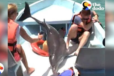 Dolphin JUMPS ON BOAT | The Dodo