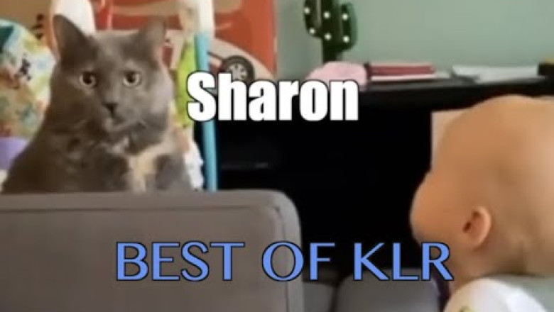 Funniest Animal Voiceovers - Ep. 6