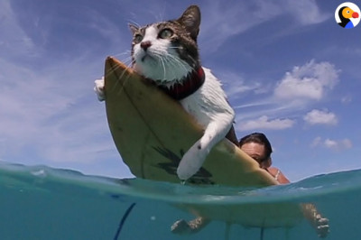 This Hawaiian Cat Loves Surfing With His Parents