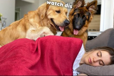 This Is What My Dogs Do When I Try To Sleep