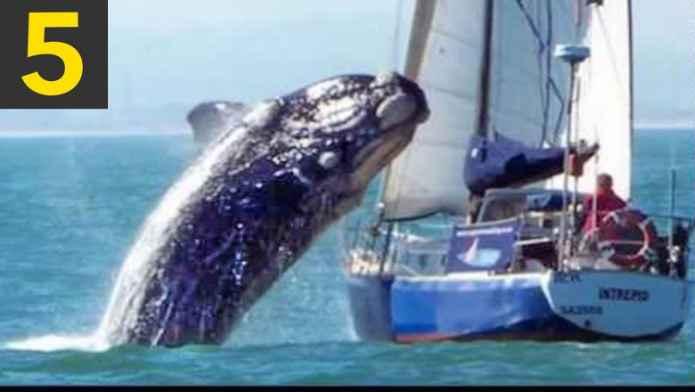 Top 5 Whale VS Boat Videos
