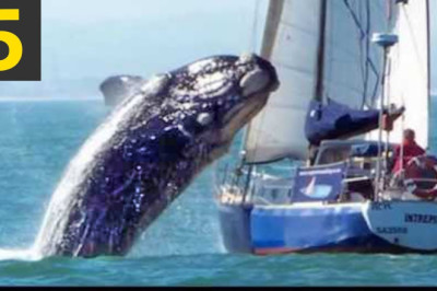 Top 5 Whale VS Boat Videos