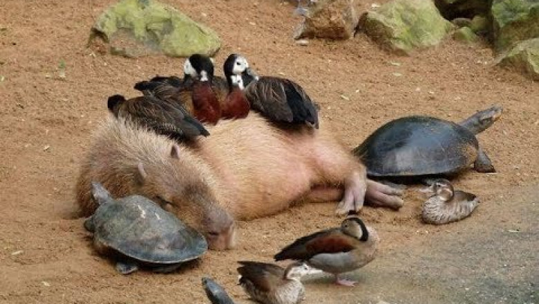 Why Do Animals Like Capybaras So Much?