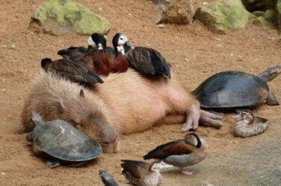 Why Do Animals Like Capybaras So Much?