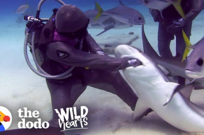 Woman Has Removed Over 300 Hooks From Sharks' Mouths | The Dodo Wild Hearts