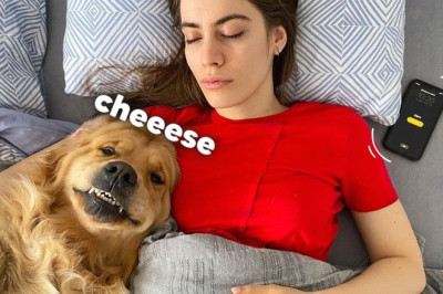 Life BEFORE and AFTER Having a Golden Retriever