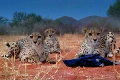 Three Playful Cheetahs, One Unlucky Cameraman | The Cheetah Family and Me
