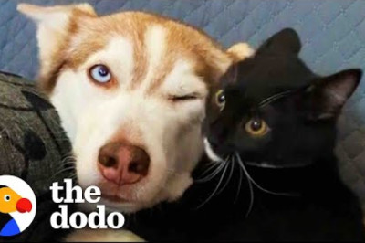 Tiny Kitten Tackles Giant Husky When He's Fully Grown  | The Dodo