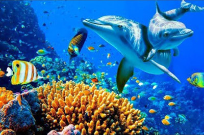 Calming music for nerves🐬healing music for the heart and blood vessels,relaxation,music for the soul