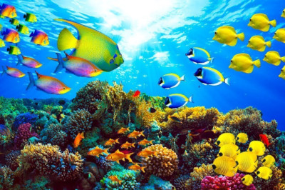 Music for the soul 🌿 Gentle healing music for health and calming the nervous system