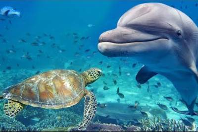 Relaxing Music for Stress Relief. Dolphin singing. Soothing Music for Meditation, Therapy, Sleep